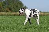 DOGUE ALLEMAND 102